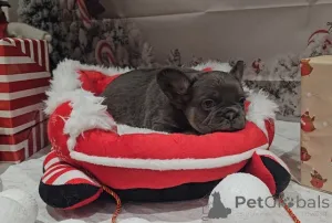 Фото №2 к объявлению №161322 о продаже  - купить в Австралии 