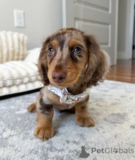 Фото №2 к объявлению №150841 о продаже таксу - купить в Германии частное объявление