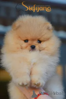 Фото №2 к объявлению №147964 о продаже померанского шпица - купить в Сербии заводчик