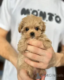 Дополнительные фото: Элитные мальтипу мини микро Азия