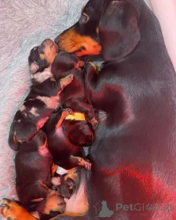 Дополнительные фото: ЩЕНКИ ТАКСЫ ДЛЯ ЛЮБОЙ СЕМЬИ