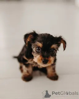 Фото №4. Продажа йоркширского терьера в Берлине частное объявление, из приюта - цена 51022₽