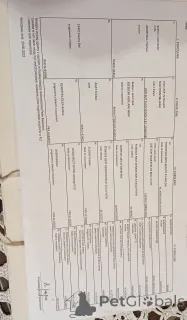 Дополнительные фото: Бультерьер FCI