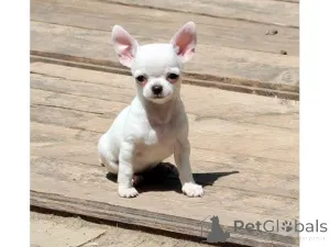 Дополнительные фото: Cachorros Chihuahua taza de té en ancisción