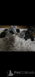 Фото №4. Продам сиамскую в Каруж  - цена 60299₽