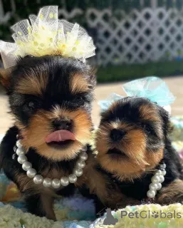 Фото №2 к объявлению №166142 о продаже бивер-йоркширского терьера - купить в США заводчик