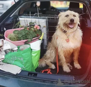 Дополнительные фото: Замечательная Лиза в добрые руки.