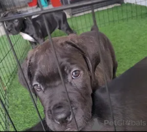 Дополнительные фото: На продажу щенки Cane Corso