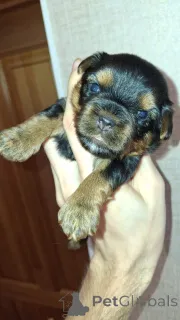 Дополнительные фото: Миниатюрные Йорки.