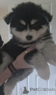 Дополнительные фото: Taivaallisia Pomskyn pentuja