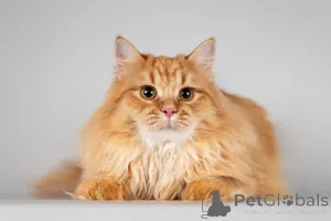 Фото №4. Продам  в Химках из приюта - цена Бесплатно