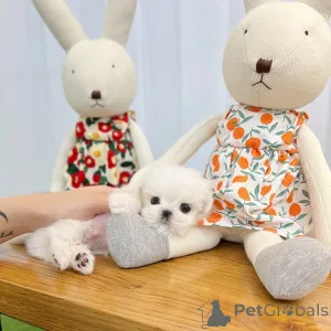 Дополнительные фото: У нас есть прекрасный помет мальчиков и девочек, готовых к переезду в новый дом.