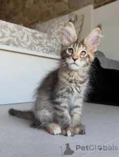 Фото №1. мейн-кун - купить в Стокгольм за договорная. Объявление №171095