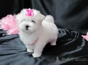 Фото №1.  - купить в Vienna за Бесплатно. Объявление №143875