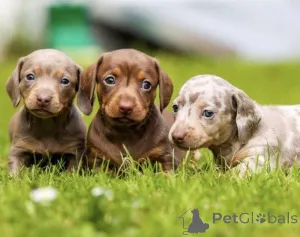 Фото №1. лабрадор-ретривер - купить в Riverside за 45931₽. Объявление №143164