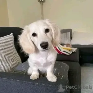 Фото №2 к объявлению №164547 о продаже таксу - купить в Финляндии частное объявление, из приюта