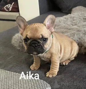 Фото №1. французский бульдог - купить в Пробег за Бесплатно. Объявление №161867