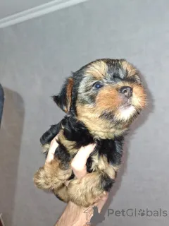 Дополнительные фото: Девочка и Мальчик Йоркширского Терьера. 