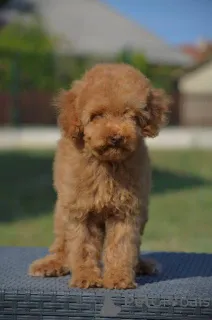 Дополнительные фото: Карликовая пудель, щенок мужского пола