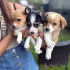 Фото №1. джек-рассел-терьер - купить в Амстердам за 64937₽. Объявление №163949