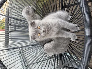 Фото №3. Котятам 11 недель. Германия