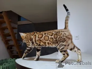 Фото №3. BENGAL KITTEN. Польша