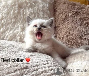 Дополнительные фото: Purebred Ragdoll Kittens доступны для усыновления.