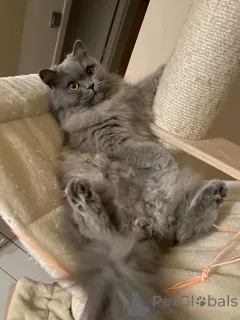 Фото №1. британская длинношёрстная - купить в Айзлинген за 46384₽. Объявление №158830