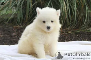 Фото №3. KC Samoyed щенки тип медведя.  США