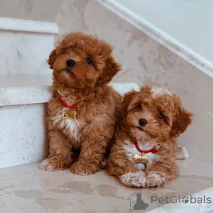 Фото №1. мальтипу - купить в Техас за 49283₽. Объявление №147633