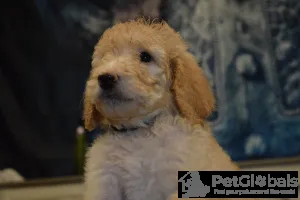 Дополнительные фото: Akc Standard Abricot & Cream Poodles