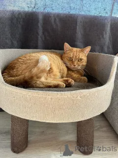 Дополнительные фото: Рыжая красотка с характером срочно ищет дом!