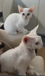 Дополнительные фото: Котята Девон Рекс