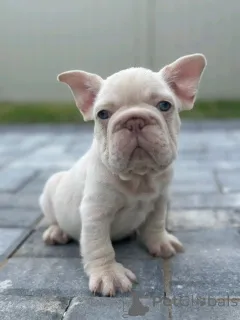 Фото №3. Очаровательные щенки французского бульдога доступны для продажи.  Эстония