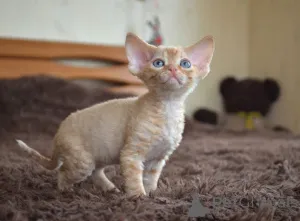 Фото №3. Devon Rex Kittens для продажи по всему миру доставки. США