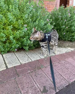 Фото №2 к объявлению №152776 о продаже бенгальская - купить в Франции частное объявление