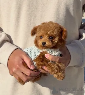 Дополнительные фото: Мужской пудель