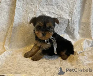 Фото №3. Yorkie Puppies.  Германия