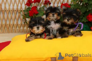 Дополнительные фото: Йоркширский терьера (йорки) щенки