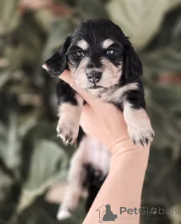 Фото №2 к объявлению №155447 о продаже таксу - купить в Ирландии частное объявление