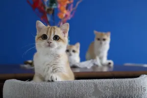 Фото №1. британская короткошёрстная - купить в Стамбул за 197130₽. Объявление №153755