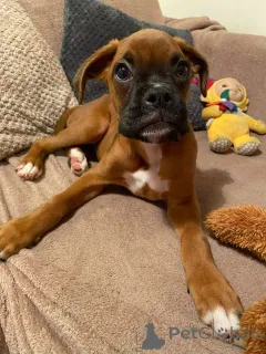 Дополнительные фото: Щенки боксера