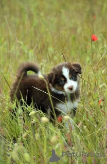Фото №3. Миниатюрный американский пастух (MAS) Puppy.  Польша