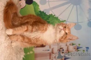 Дополнительные фото: vladi