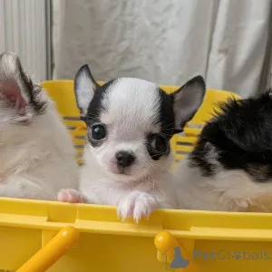 Дополнительные фото: У вас красивые собаки. Я люблю чихуахуа, свяжитесь с WhatsApp Business