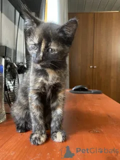 Фото №4. Продам  в Москве реке частное объявление - цена Бесплатно