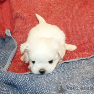 Фото №1. мальтийская болонка - купить в Хельсинки за 46384₽. Объявление №164000