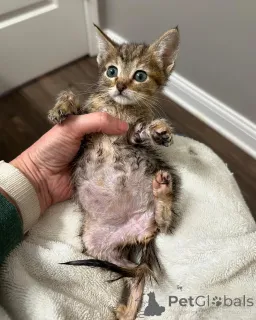 Фото №2 к объявлению №150616 о продаже бенгальская - купить в Германии из приюта, заводчик