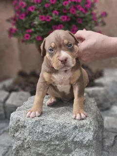 Фото №1. американский булли - купить в Sremska Mitrovica за договорная. Объявление №140709