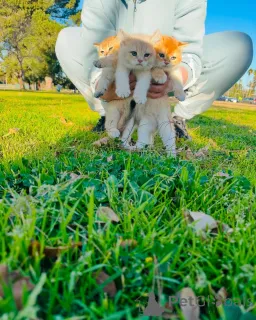 Фото №2 к объявлению №163493 о продаже британская короткошёрстная - купить в Швейцарии из приюта